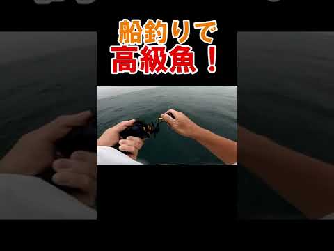 船釣りで高級魚釣れた #shorts  #釣り #オフショア