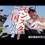 【タイ釣り】ジグの使い分けで狙う！三国モンスター（大鯛）！