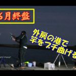 千葉で釣り　6月終盤の外房の港、足元ぶっこみと泳がせ釣り♪