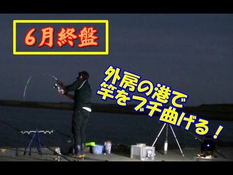 千葉で釣り　6月終盤の外房の港、足元ぶっこみと泳がせ釣り♪