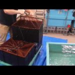 石鯛釣りえさ、ウニ入荷しました。これが本日の1便で、2便目の入荷もあります。ご予約お待ちしております。7月8日金曜日。