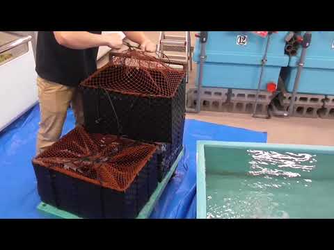 石鯛釣りえさ、ウニ入荷しました。これが本日の1便で、2便目の入荷もあります。ご予約お待ちしております。7月8日金曜日。