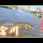 【鮎釣り】渇水の岐阜飛騨宮川へ初釣行だがね