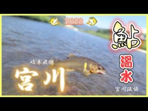 【鮎釣り】渇水の岐阜飛騨宮川へ初釣行だがね