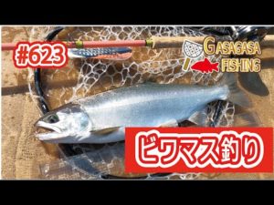 ビワマス釣り最終日！