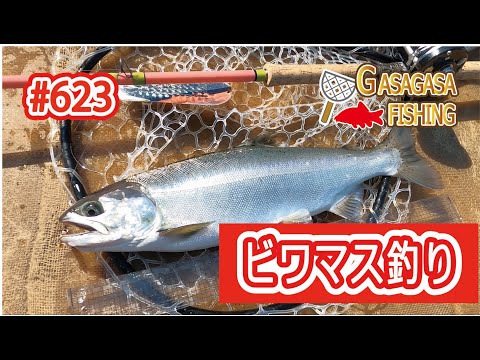 ビワマス釣り最終日!