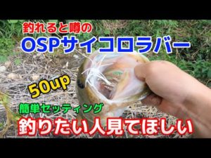 【バス釣り】サイコロラバー野池で使ってみたらエサやった！【OSPサイコロラバー】