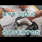 6月末と7月初旬の岸壁釣り2回分。良かったり&そうでもなかったり。