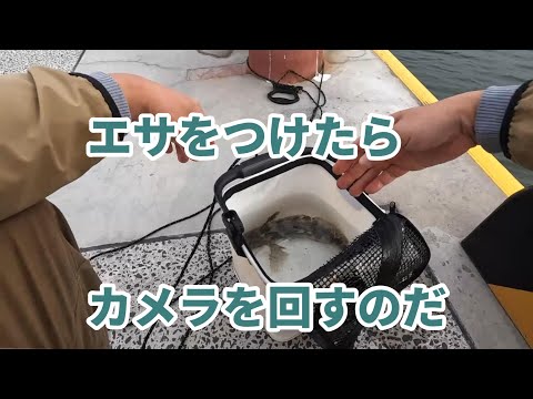 6月末と7月初旬の岸壁釣り2回分。良かったり&そうでもなかったり。