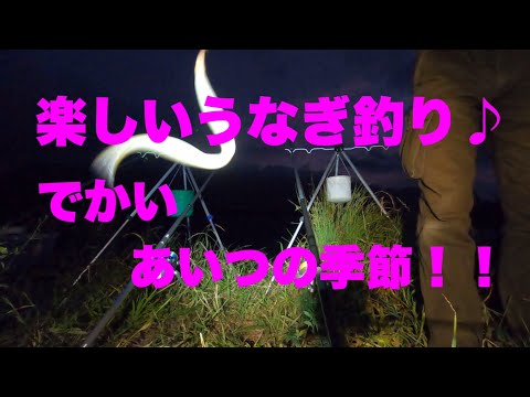 簡単うなぎ釣り　うなぎは簡単に釣れます！