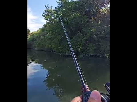 【バラシ名人②】🧒💧#バス釣り #bassfishing #ピッチング #ベイトリール #ベイトタックル #テキサスリグ #アルミボート #shorts