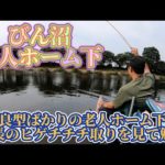 老人ホーム下でへらぶな釣り！型が全体的にとっても良いです！！両団子合わせるのは難しいが楽しい！！村長のヒゲチチチ合わせ見れて感動！！【埼玉県さいたま市、富士見市びん沼川】