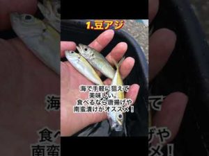 夏の釣りにオススメ！