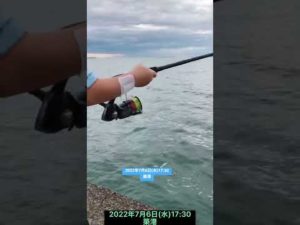 館山　築港　#釣り　#マゴチ 2022年7月6日(水)17:30