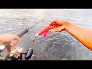 これは釣れ過ぎ注意です。