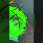 22/7/11 紀北町　7目釣り　アジ　カマス　キス　チダイ　横紋ハタ　マゴチ　エソ