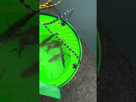 22/7/11 紀北町　7目釣り　アジ　カマス　キス　チダイ　横紋ハタ　マゴチ　エソ