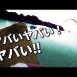 海に突き刺さる竿、悲鳴をあげるリール。普通の堤防に潜むヌシを仕留めました。