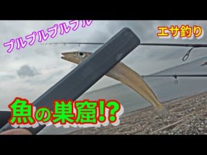 【エサ釣り】🐟100均仕掛け❗台風後ってどうなんだい❗❓【キス/釣りたい！】