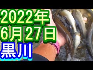釣り 白川 小澤剛 友釣り無双 2022年
