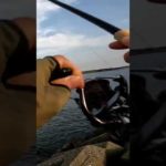 初夏の那珂湊港　チョイ投げ釣りサメ爆釣　#shorts