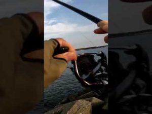 初夏の那珂湊港 チョイ投げ釣りサメ爆釣 #shorts