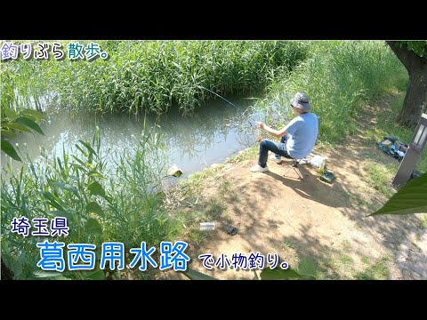 埼玉県 葛西用水路で小物釣り。日本三大農業用水路らしいです！