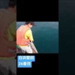白浜堅田26番筏で釣りしてみたら…びっくりな結果が‼️#のませ釣り #紀州釣り #shorts #おすすめ #釣り好き