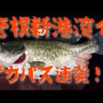 【バス釣り】彦根新港湾（彦根新港）でデカバス連発‼️
