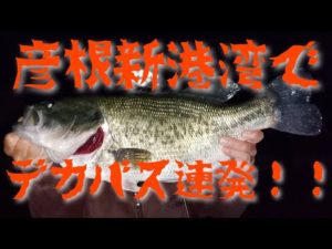 【バス釣り】彦根新港湾（彦根新港）でデカバス連発‼️