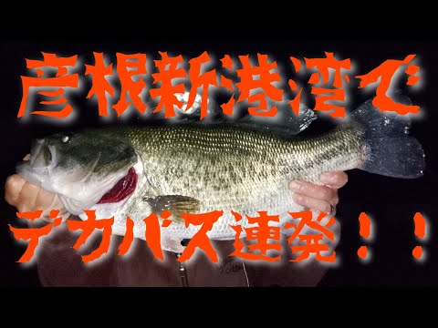 【バス釣り】彦根新港湾（彦根新港）でデカバス連発‼️