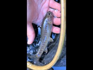 3年ぶりに訪れた川で釣りしました。#shorts #fishing #渓流ベイトフィネス #釣り #佐渡島