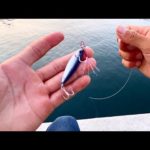 これで魚が釣れる気がしません。