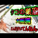 【大阪湾タコ釣り】いっぱい釣られても毎日釣れるタコ！どんだけ居てんねん！実は魚より多い説！