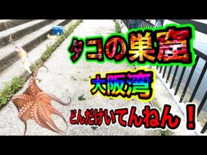 【大阪湾タコ釣り】いっぱい釣られても毎日釣れるタコ！どんだけ居てんねん！実は魚より多い説！