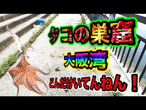 【大阪湾タコ釣り】いっぱい釣られても毎日釣れるタコ！どんだけ居てんねん！実は魚より多い説！