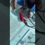 【釣り】この魚の名前分かりますか？希少らしい。