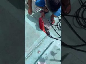 【釣り】この魚の名前分かりますか？希少らしい。