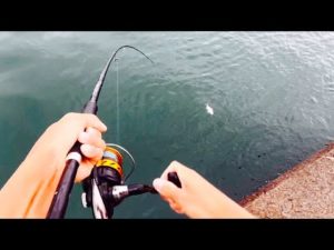 この魚めっちゃ美味い！！