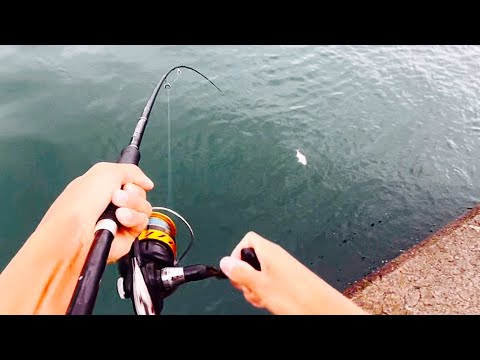 この魚めっちゃ美味い！！