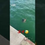 スマホ片手に釣りしてみた。