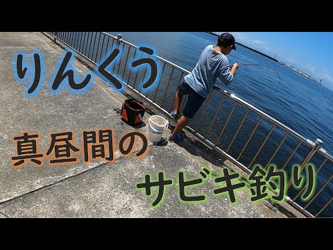 真昼間のりんくうでサビキ釣りをする