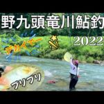 [鮎釣り] 大野九頭竜川のブリブリ鮎を楽しみました🌟❗️🤩