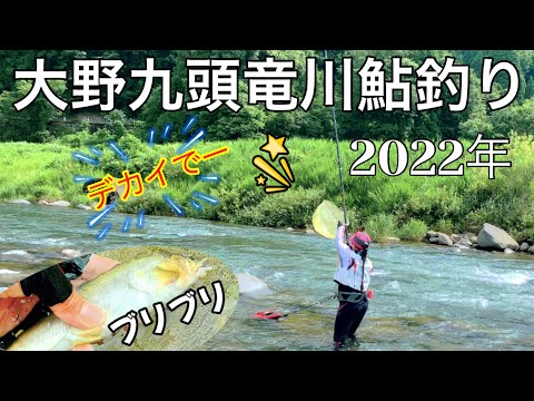[鮎釣り] 大野九頭竜川のブリブリ鮎を楽しみました🌟❗️🤩
