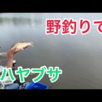 野釣りで　ハヤブサを
