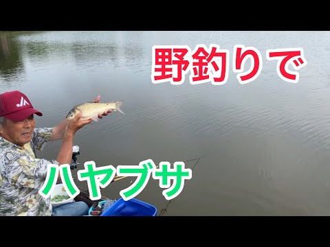 野釣りで　ハヤブサを