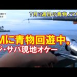 ＡＭに青物回遊中！ノマセ釣りやってく、アジ、サバ現地でオケー！7月3週目の青物ノマセ釣り。