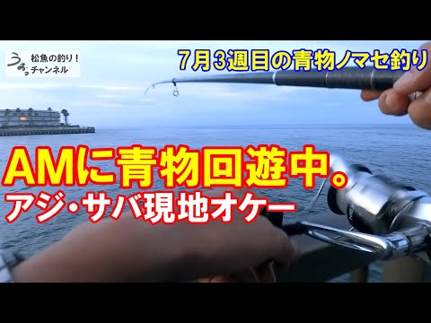 ＡＭに青物回遊中！ノマセ釣りやってく、アジ、サバ現地でオケー！7月3週目の青物ノマセ釣り。