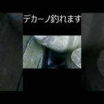 【穴釣り】３０オーバーの尺越えソイに歓喜！#shorts