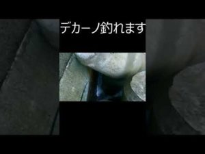 【穴釣り】３０オーバーの尺越えソイに歓喜！#shorts